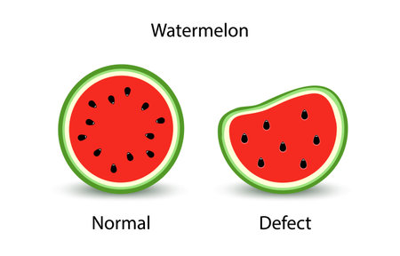 Ripe red watermelon is normal and with a defect. Half watermelon with seeds.のイラスト素材