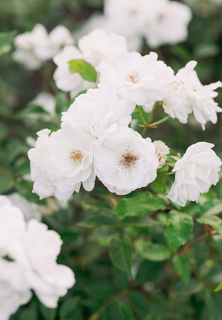 White rose flowers in the garden, vintage style, soft focus.の写真素材