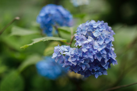 Hydrangea flower blooming in the garden in the summer.の写真素材