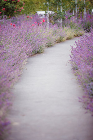 Lavender flowers in bloom in the garden, soft focus.の写真素材