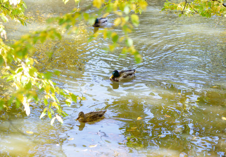Duck and ducklings swimming in a pond in the autumn parkの写真素材