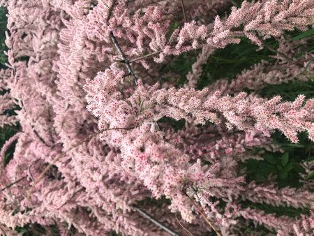 Pink flowers on a tree in the park. Spring. Nature.の写真素材