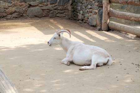 Goat lying on the sand.の写真素材