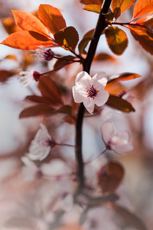 cherry blossom in spring, shallow depth of field, macro