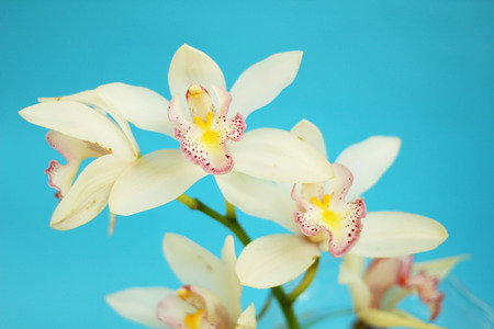 White cymbidium orchidの写真素材