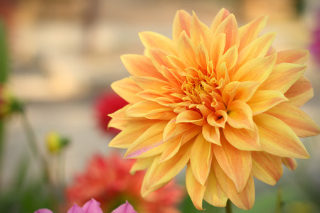 Zinnia flowers in the gardenの写真素材
