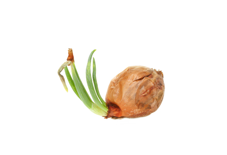 Sprouting onions isolated on white backgroundの写真素材
