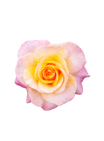 Beautiful pink rose isolated on white backgroundの写真素材