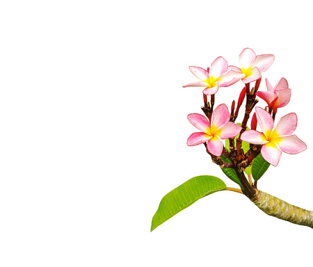 Tropical frangipani flower isolated on white backgroundの写真素材