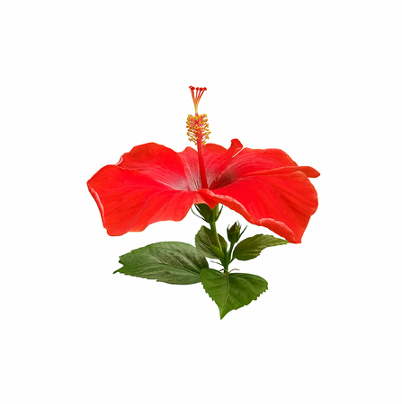 Hibiscus flower isolated on white backgroundの写真素材