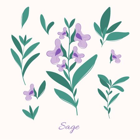 Sage herbs leaves and flowers. Blooming sage illustration.のイラスト素材