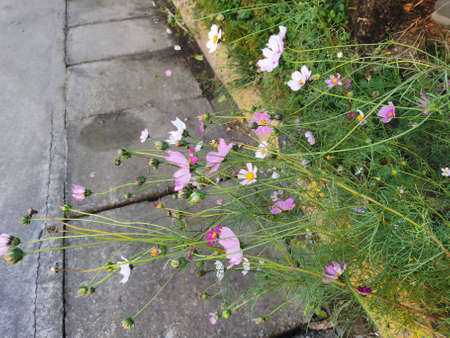Beautiful little flowers on the street~の写真素材