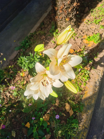 Beautiful view under the sunの写真素材