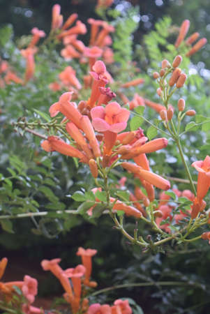 Flowering orange trumpet vine, Campsis stellata, in the gardenの写真素材
