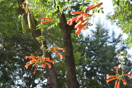 Orange trumpet flowers on the tree in the garden. Fire-cracker vine.の写真素材