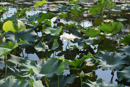 White lotus flower on the water surface of the pond with green leavesの写真素材
