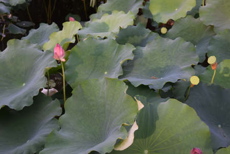 Lotus flowers and leaves in the pond, close-up.の写真素材