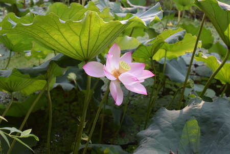 Lotus flower blooming in the pond. Beautiful lotus flower.の写真素材