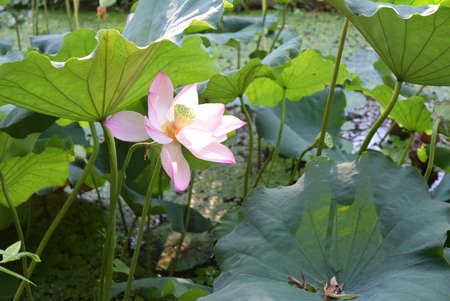 Lotus flower blooming in the pond with green leaves background.の写真素材