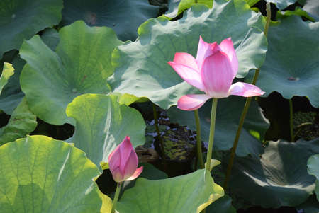 Lotus flower and Lotus flower plants in the pond. The beauty of the lotus flower.の写真素材
