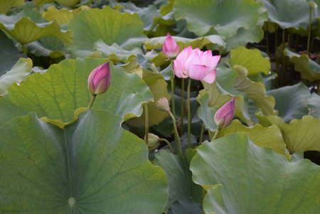 Lotus flower and Lotus flower plants in the pond, lotus flowerの写真素材