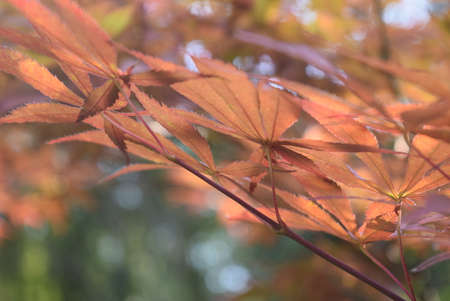 Autumn leaves of Japanese maple, Acer palmatum, close-upの写真素材