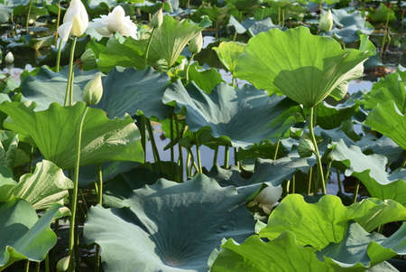 Lotus flower and Lotus flower plants in the pond. Nature backgroundの写真素材