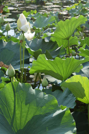 Lotus flower and Lotus flower plants in the pond, Nelumbo nuciferaの写真素材