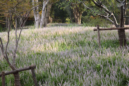 Lavender flowers in the garden at japanese style.の写真素材