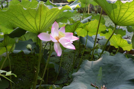 Lotus flower blooming in the pond with green leaves background.の写真素材
