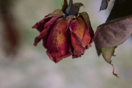 dried rose in the garden, close-up, selective focusの写真素材