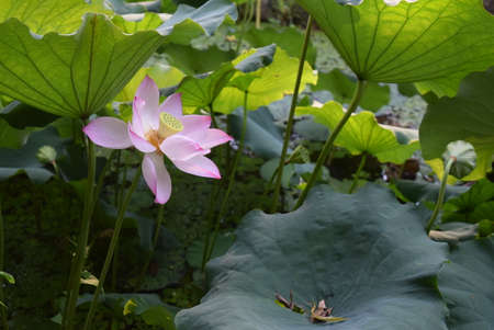 Lotus flower and Lotus flower plants in the pond and green leavesの写真素材