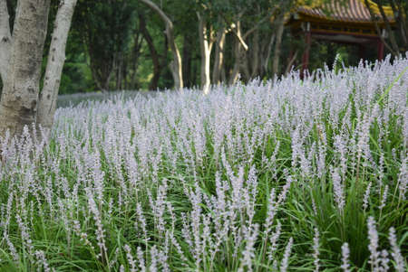 Lavender flowers blooming in the garden in summer season.の写真素材