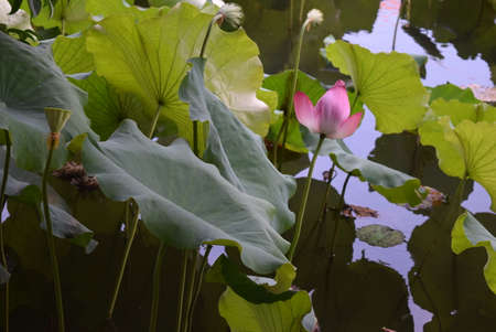 Lotus flower and Lotus flower plants are blooming in the pond.の写真素材