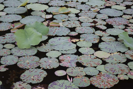 Lotus leaves on the surface of the water in the pond.の写真素材