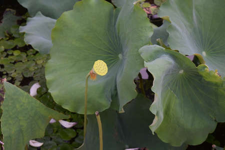 Lotus in the pond, close-up of lotus leafの写真素材