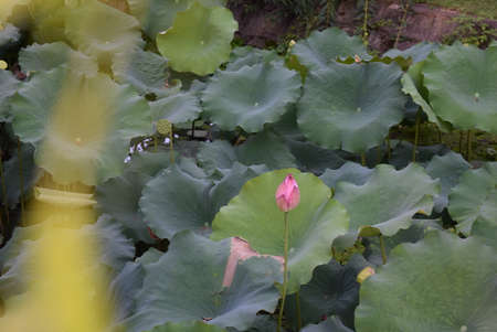 Lotus flower and Lotus flower plants in the pond at the parkの写真素材