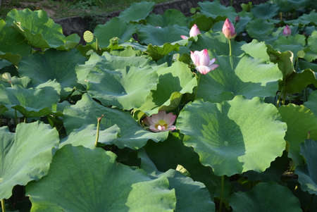 Lotus flower and Lotus flower plants in the pond, Nelumbo nuciferaの写真素材
