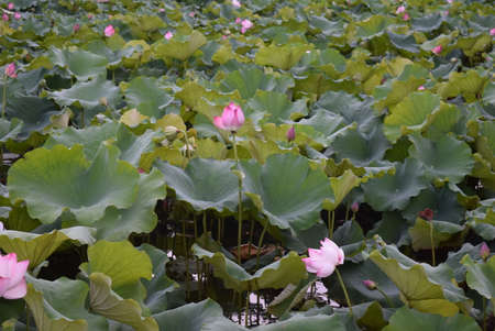 Lotus flower and Lotus flower plants in the pond,Thailandの写真素材