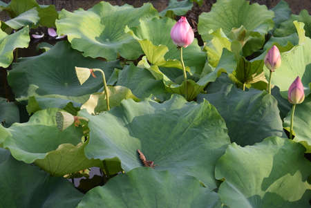 A budding lotus flower in a green pond next to a mature lotus podの写真素材
