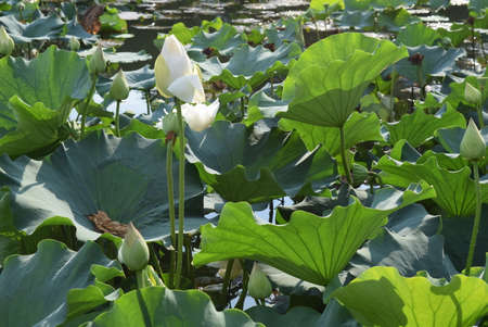 Lotus in the pond with green lotus leafs and flowersの写真素材