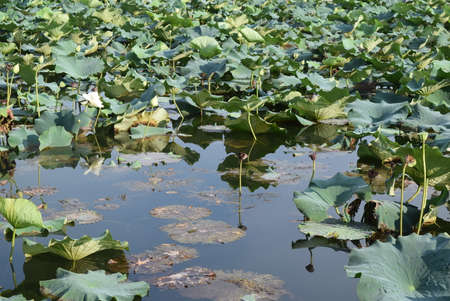 Lotus pond with lotus leafs and water lily padsの写真素材