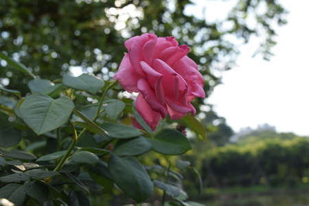 Pink Flower of Rose 'Rio de Janeiro' in Full Bloomの写真素材