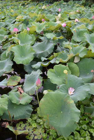 Lotus flower and Lotus flower plants in the pond, Nymphaeaceaeの写真素材