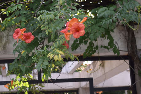 Beautiful orange flowers with green leaves in the garden in summer.の写真素材