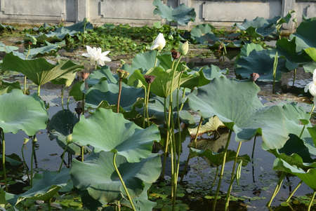 Lotus flower and Lotus flower plants in the pond. Blooming lotus flower.の写真素材