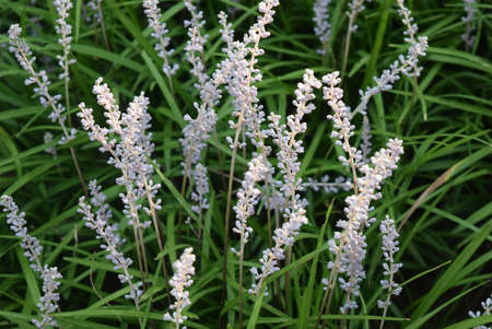 Lavender flowers in the garden. Selective focus. Nature.の写真素材