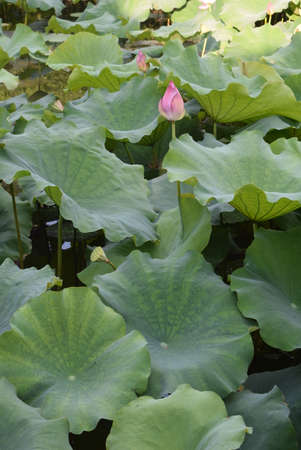 Lotus flower and Lotus flower plants in the pond in the parkの写真素材
