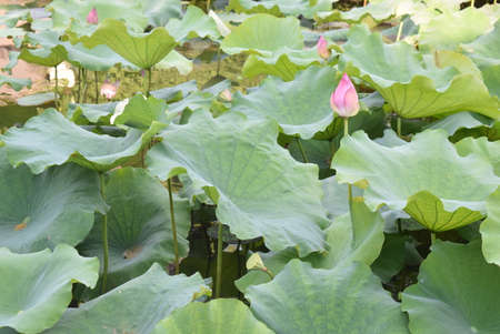 lotus flower and Lotus flower plants blooming in the pond.の写真素材