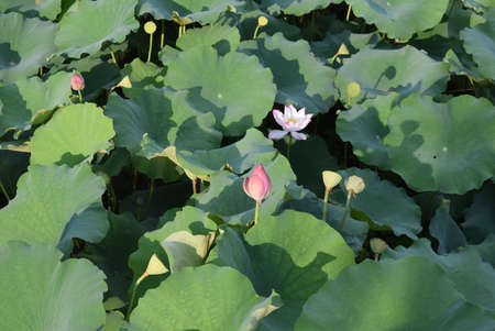 Lotus flower and Lotus flower plants, lotus flower and Lotus flower plantsの写真素材